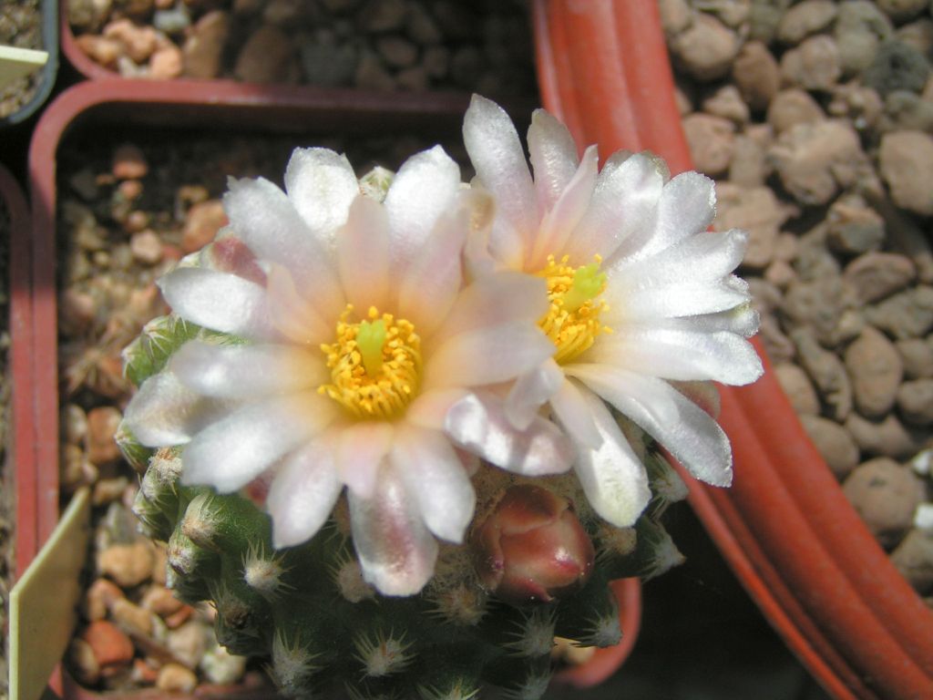 Pediocactus knowltonii SB 130